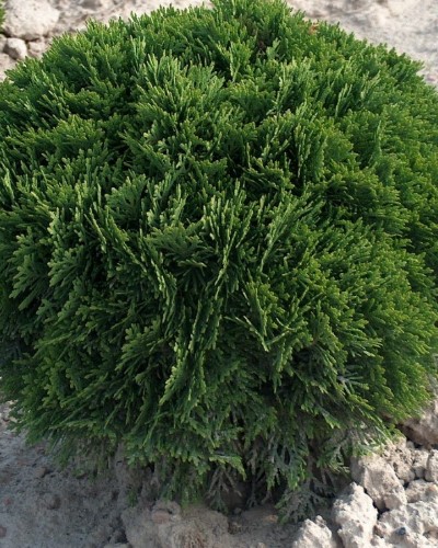 Ziergehölze