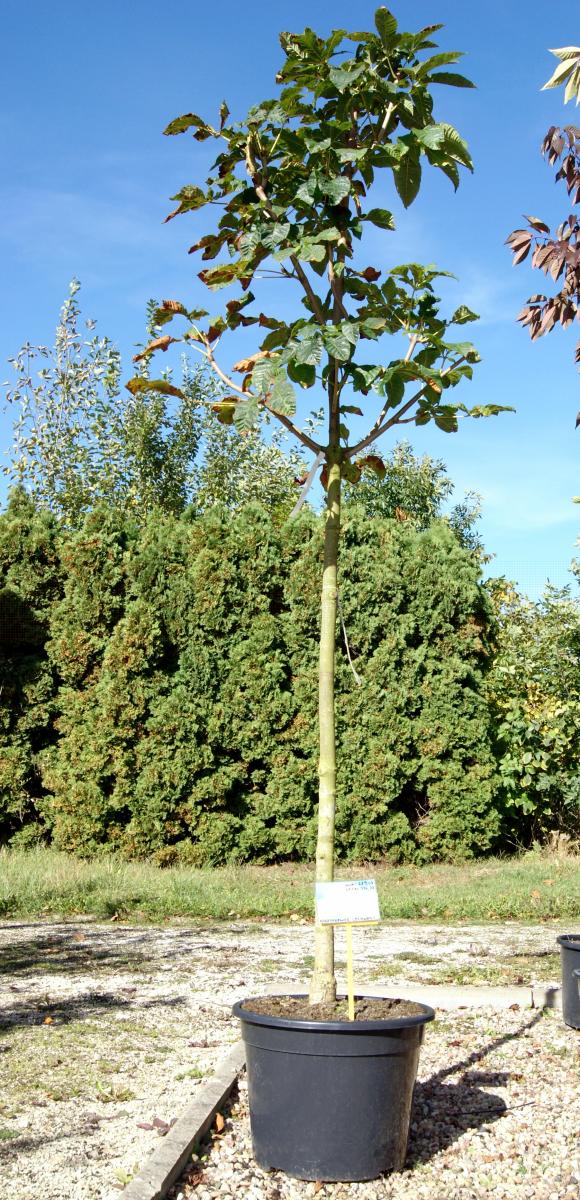 Ziergehölze